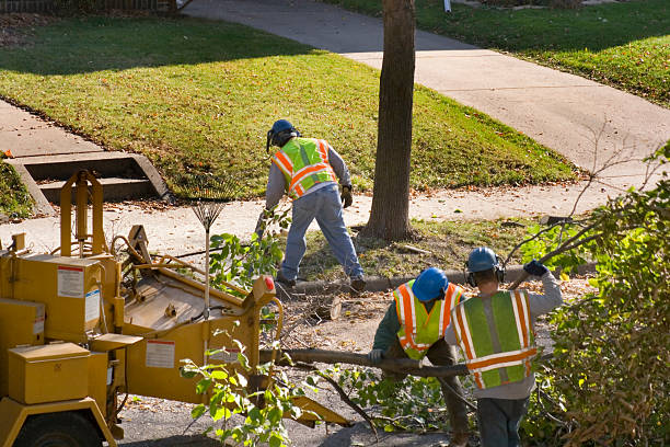 Best Hazardous Tree Removal  in Pampa, TX